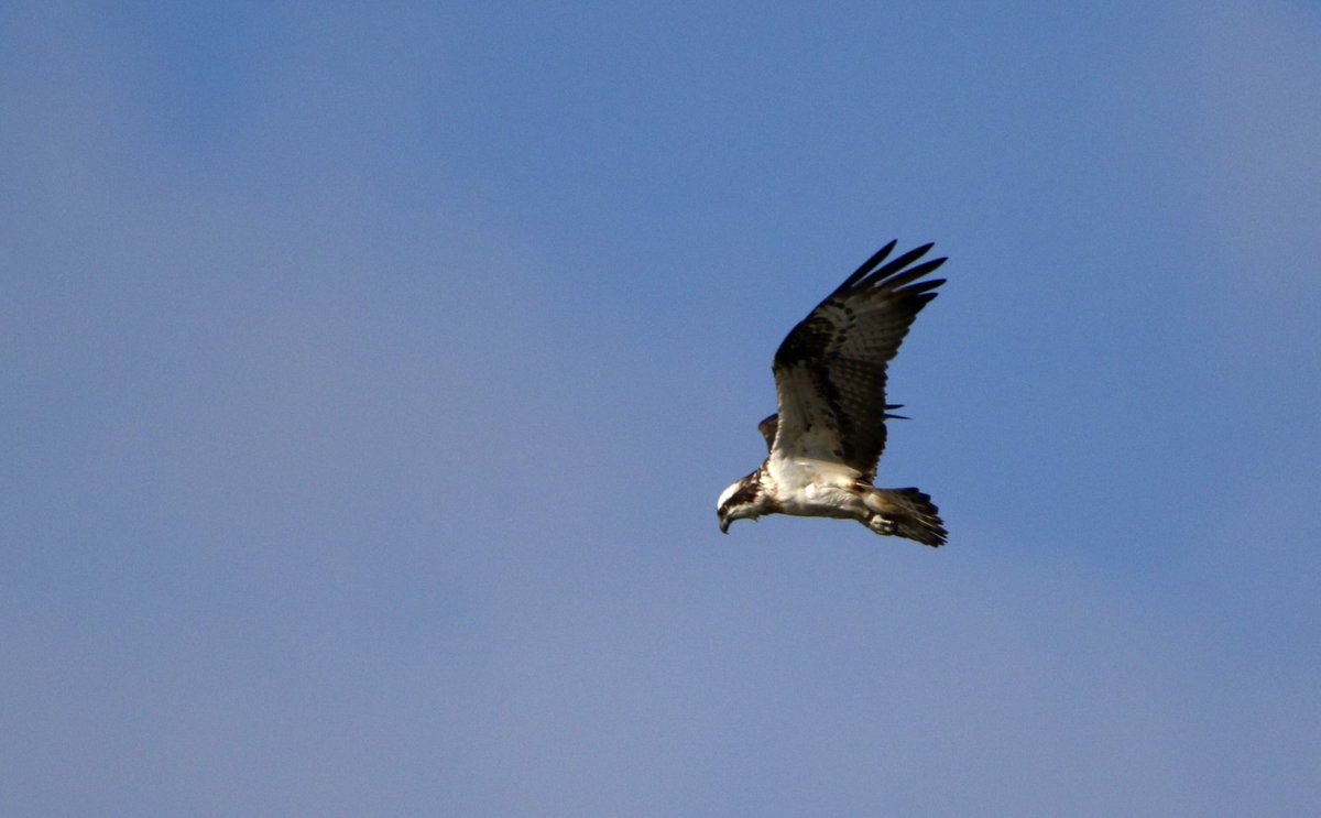 A stop off at Llyn Trawsfynydd this evening was well worth it - a superb showy Osprey fishing, 3 Little Ringed Plovers, 5 Ringed Plovers, 5 Dunlin and 3 Common Sandpipers. Gwalch y Pysgod ☺️👍🏴󠁧󠁢󠁷󠁬󠁳󠁿