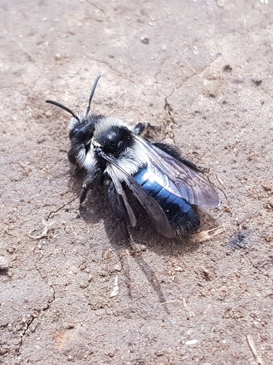 Ashy mining bee at Boulby today. First one I've ever seen. What a strikingly beautiful insect.@teesbirds1 @britishbee @worldbeeday @BumblebeeTrust #ukbee #wildlife #bee