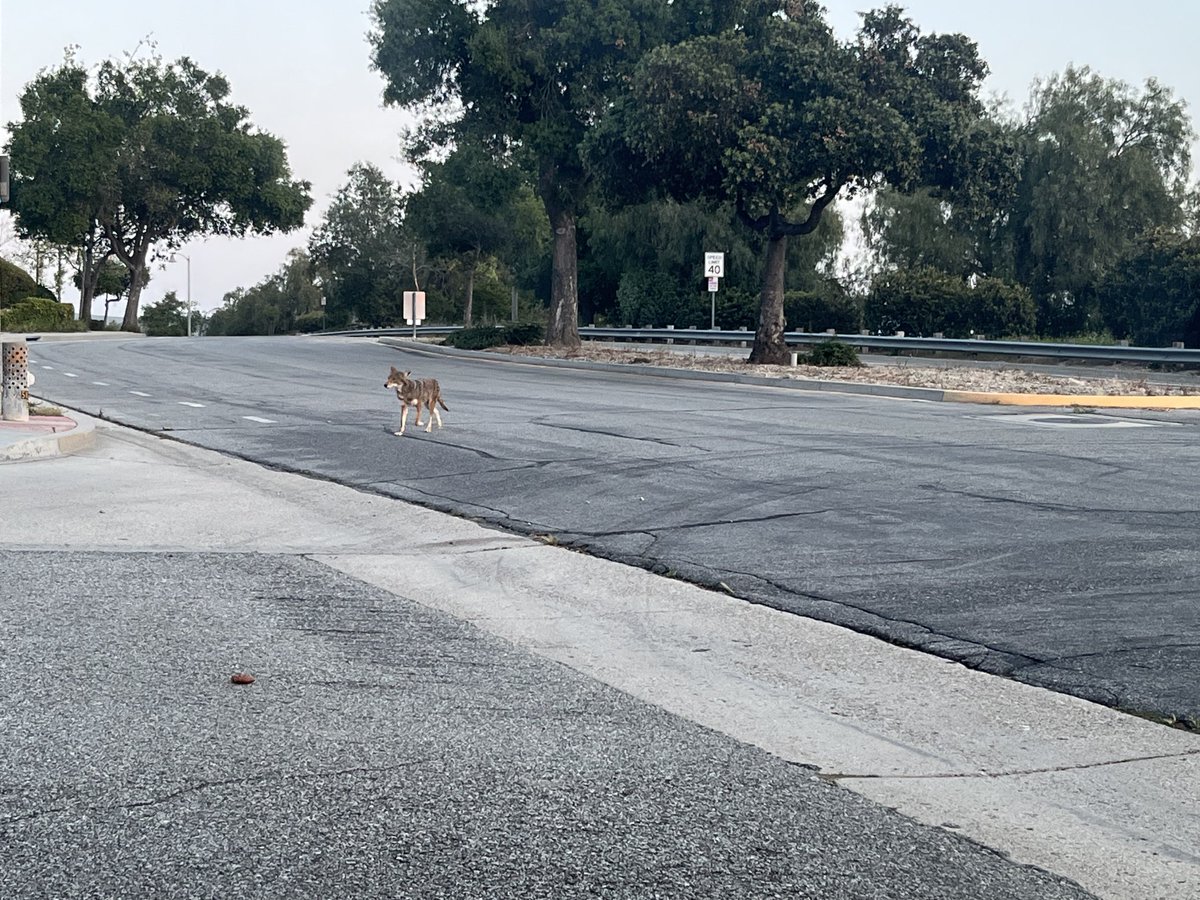 A #coyote on Sunset Hills Boulevard #ThousandOaks