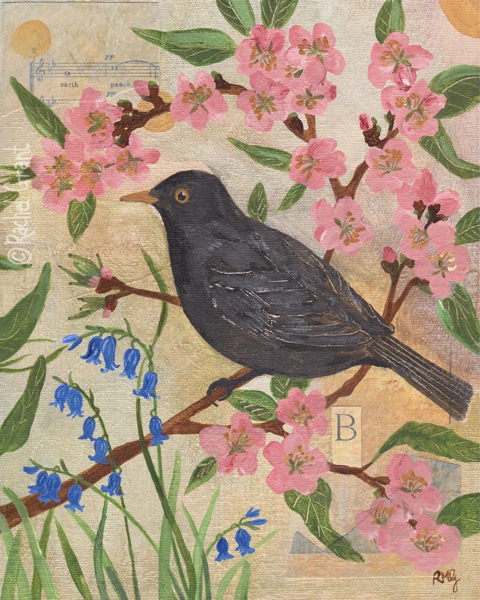 Rachel Grant
Blackbird, Blossom and Bluebells