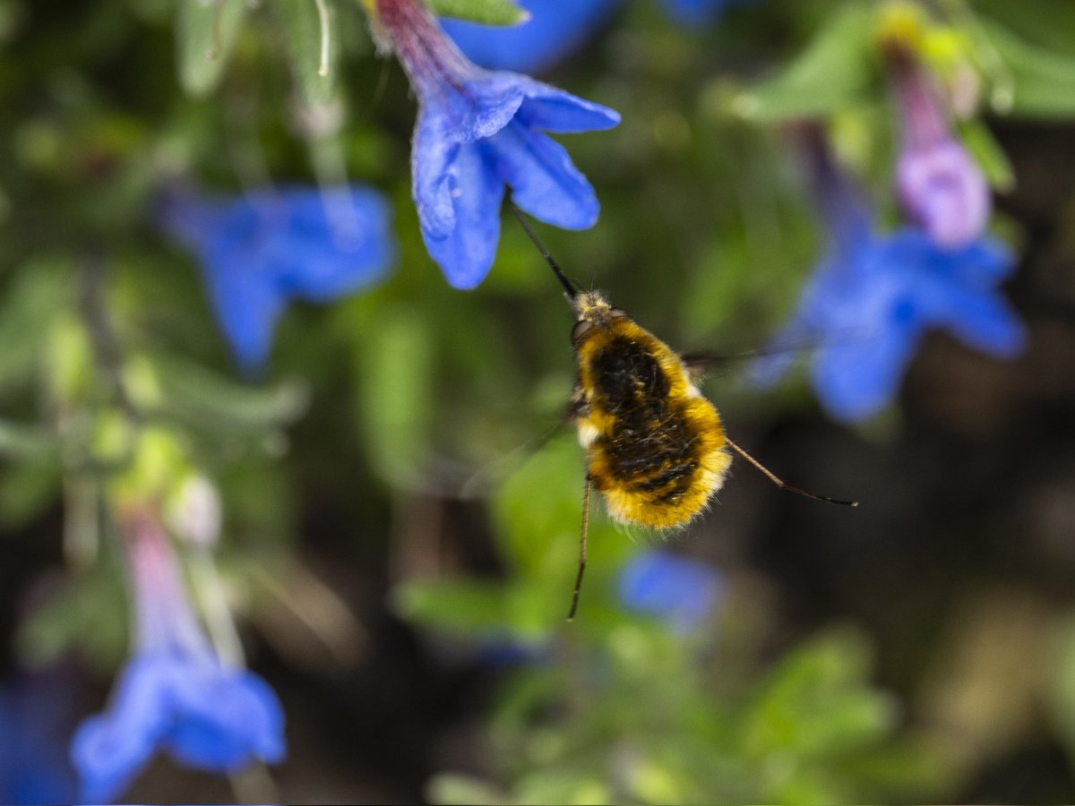 Target in sight #Togtweeter #ThePhotoHour #snapyourworld #insects #flies #pollinators #flowers #plants #macro #NaturePhotography #macrophotography #bee #hoverfly #bumblebee