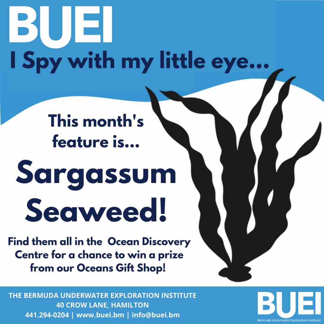This month we are highlighting Sargassum Seaweed! On your next visit, keep count of how many stickers you find and report back to our Oceans Gift Shop. You may be eligible for a small prize!

#ISpy #OceanEducation #OceanDiscovery #BUEI #Bermuda #Sargassum #SargassumSeaweed