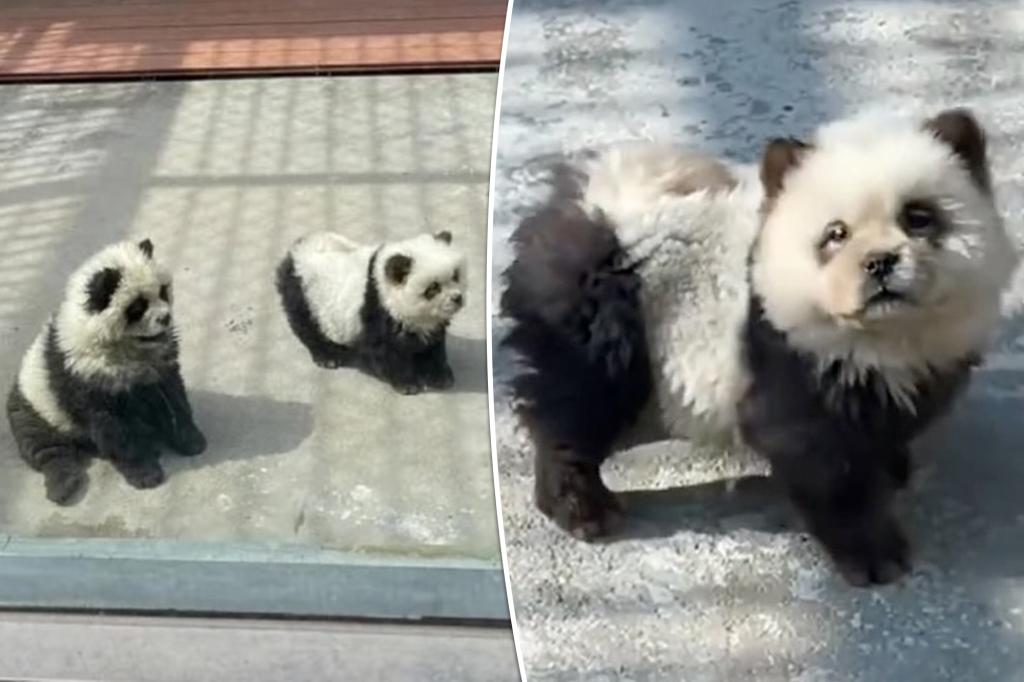 Zoogoers outraged to discover ‘panda’ exhibit was actually dogs dyed black and white trib.al/zJebxd7