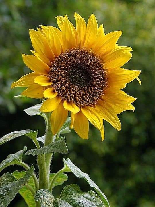 Girasol