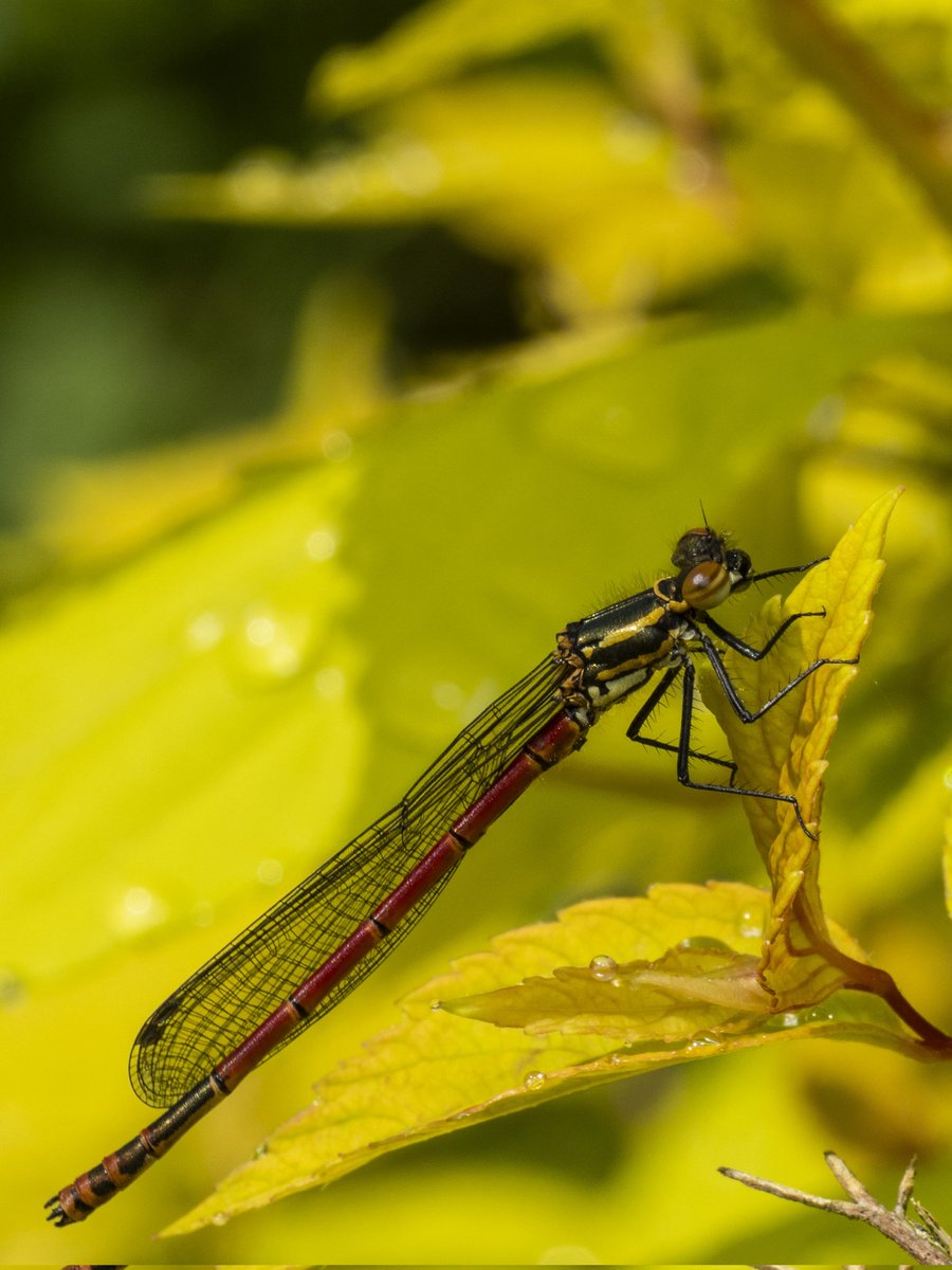 A garden visitor #Togtweeter #ThePhotoHour #snapyourworld #insects #flies #pollinators #dragonflies