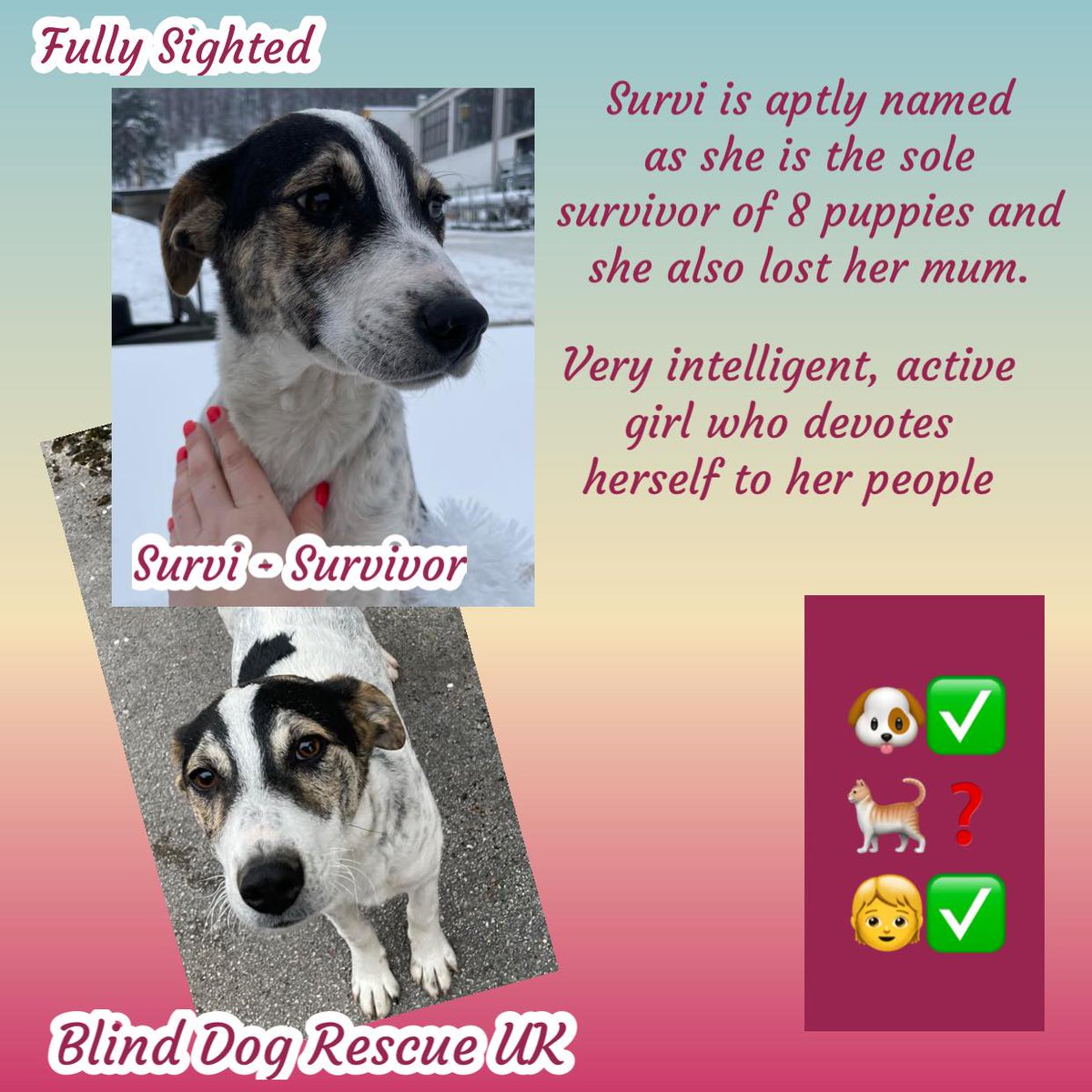 #k9hour Born in August 2023, SURVI means survivor & this girl is very special. The only remaining puppy from a litter of 8 puppies, sadly her mother & siblings didn’t survive, but she did! She's an intelligent, active dog & very devoted to her people, she is good with adults &…