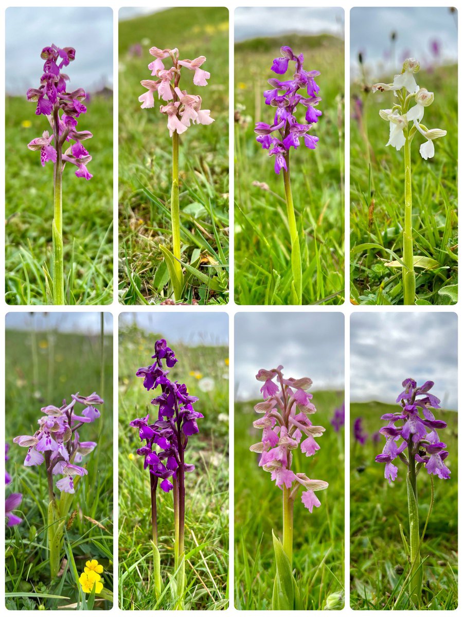 botany_beck's tweet photo. A lovely way to spend the afternoon trying to spot the different colour variations amidst the Green-winged Orchids, Anacamptis morio. A pick and mix of gorgeousness from deepest purple, lilac, bubblegum, shell pink and white. Which is your favourite? 😍 #wildflowerhour https://t.co/A1kilcV5jj