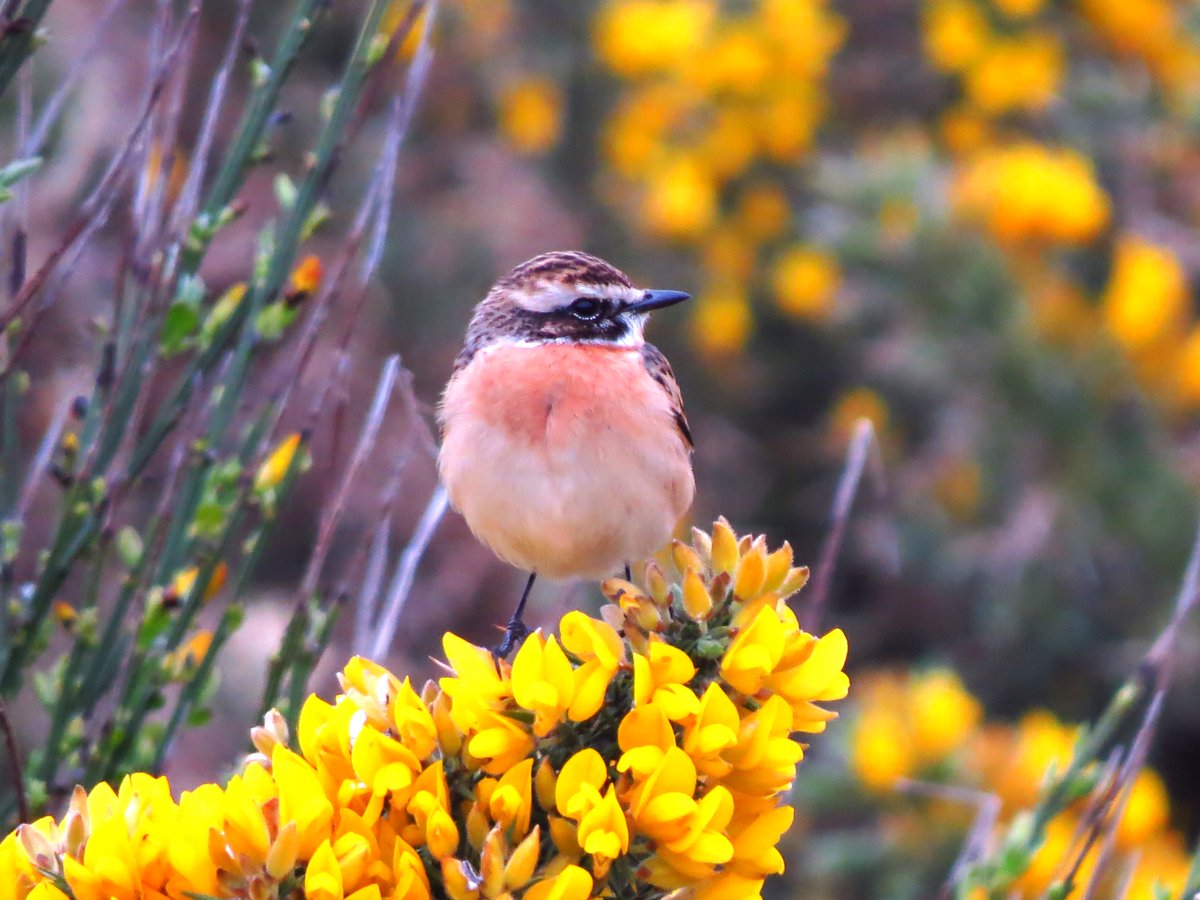 A handful of new migrants in today at Portsoy, following a quiet weekend, with Whinchat as highlight. On 103 species (128 points) for the year. @PatchBirding #PWC2024