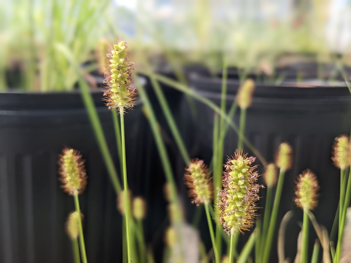 New research:
esajournals.onlinelibrary.wiley.com/doi/10.1002/ea…