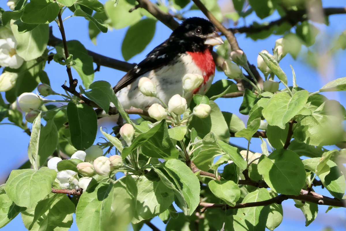 The boys are back in town! Baltimore Oriole and Rose-Breasted Grosbeak in the apple blossoms this morning in Ottawa. #springmigration #birdwatching @ThePhotoHour