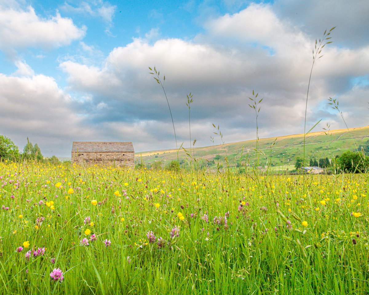 With the recent weather it's difficult to believe that in just over three weeks time, the wildflower meadows in Upper Swaledale will be in full bloom! #Swaledale #YorkshireDales