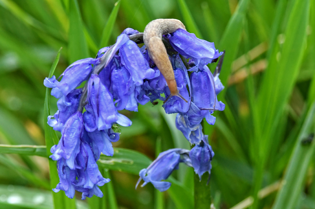 I can reach.
With all the rain there are hundreds of slugs about.
They seem to enjoy munching on flowers.