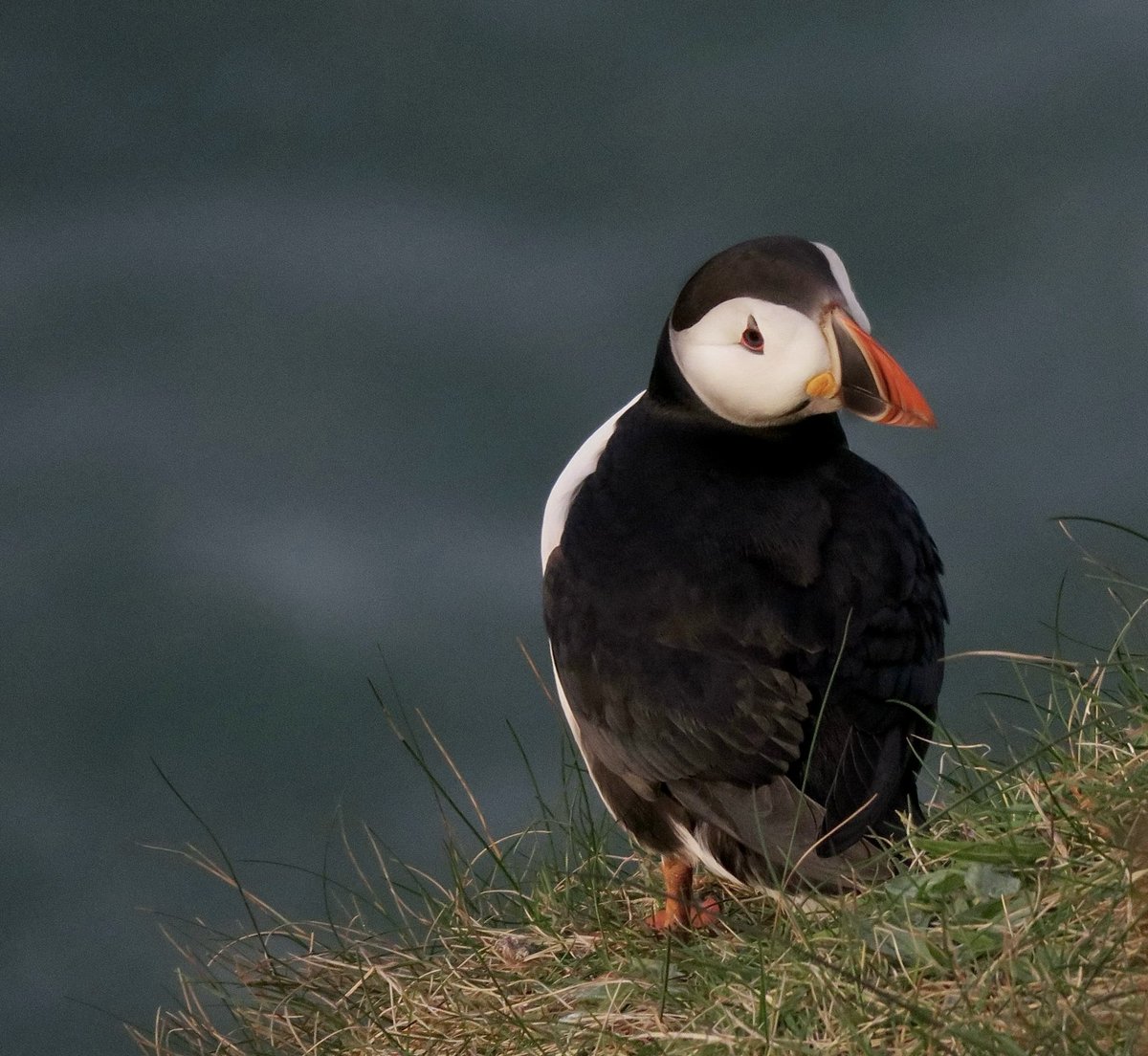 It was a delight to see some puffins have returned to their burrows on the cliffs at the Bullers of Buchan, near Cruden Bay. 

#visitabdn #puffins #bullersofbuchan #crudenbay #yourscotland #seabirds #aberdeenshire #scottishwildlife