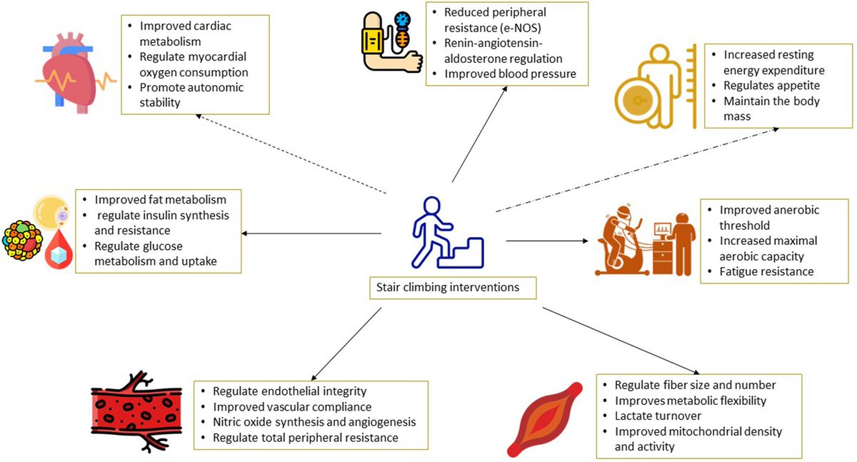 Puedes volver a casa como siempre o subir escaleras y: ✅Mejorar la composición corporal, sensibilidad a la insulina y perfil d lípidos ✅⬇️inflamación ✅Controlar tu tension y la glucosa ✅Resistencia a la fatiga dándote menos pereza bajar la basura y sacar al perro #ejercicio