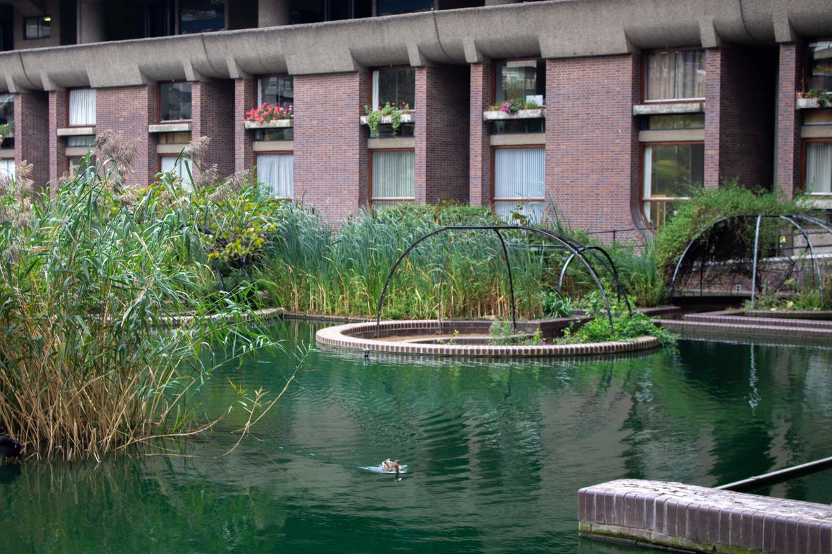 Reedbed Garden (Barbican Centre, London, September 2023) #photography #urbanphotography #architecturephotography #architecture #brutalistarchitecture #brutalism #ecobrutalism #plants #pond #reedbed #apartmentcomplex #BarbicanCentre #BarbicanCentreLondon #London