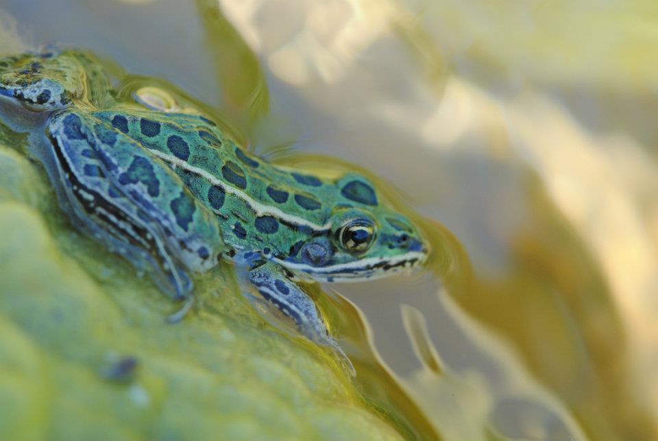 Welcome to #AmphibianWeek and by way of reminder that it's Monday and the world is confusing sometimes, all toads are frogs but not all frogs are toads. One frog that is not a toad is the Northern Leopard frog. Learn more here: instagram.com/p/C6onduJx4BB/… 📸Jade Keehn