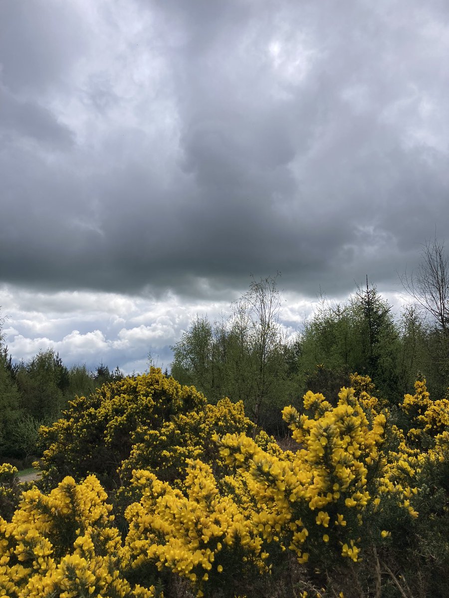BH Monday walk from Hamsterley Forest up a road made of old bricks onto the fell. The fragrance of the gorse was tropical in the sun. The clouds were ominous but it was so warm  walking listening to the curlews singing.