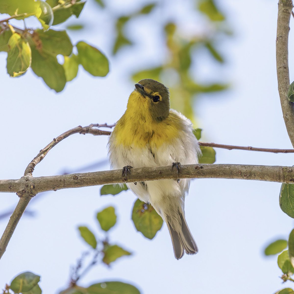 Yellow-throated Vireo California bird no. 465