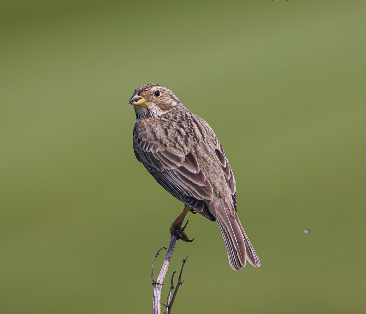 A few from over the weekend, Corn Bunting