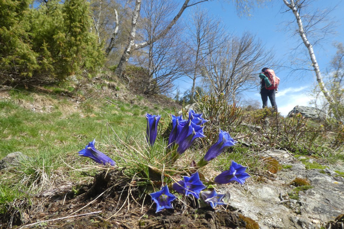 E' il cammino, bellezza.

Il cammino in una #primavera sfolgorante tra le #AlpiGraie.