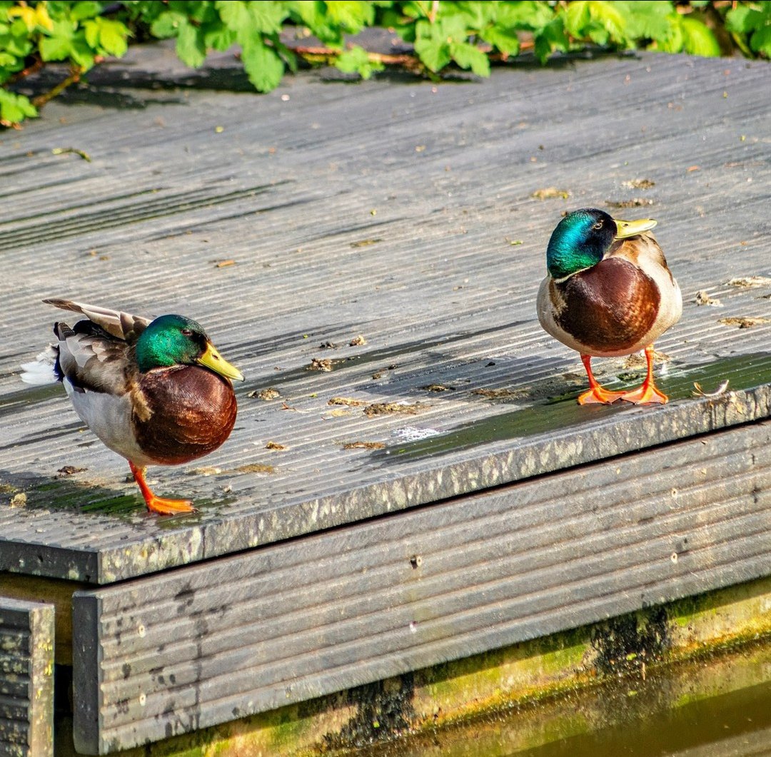 2 guys enjoying some sun on #MallardMonday