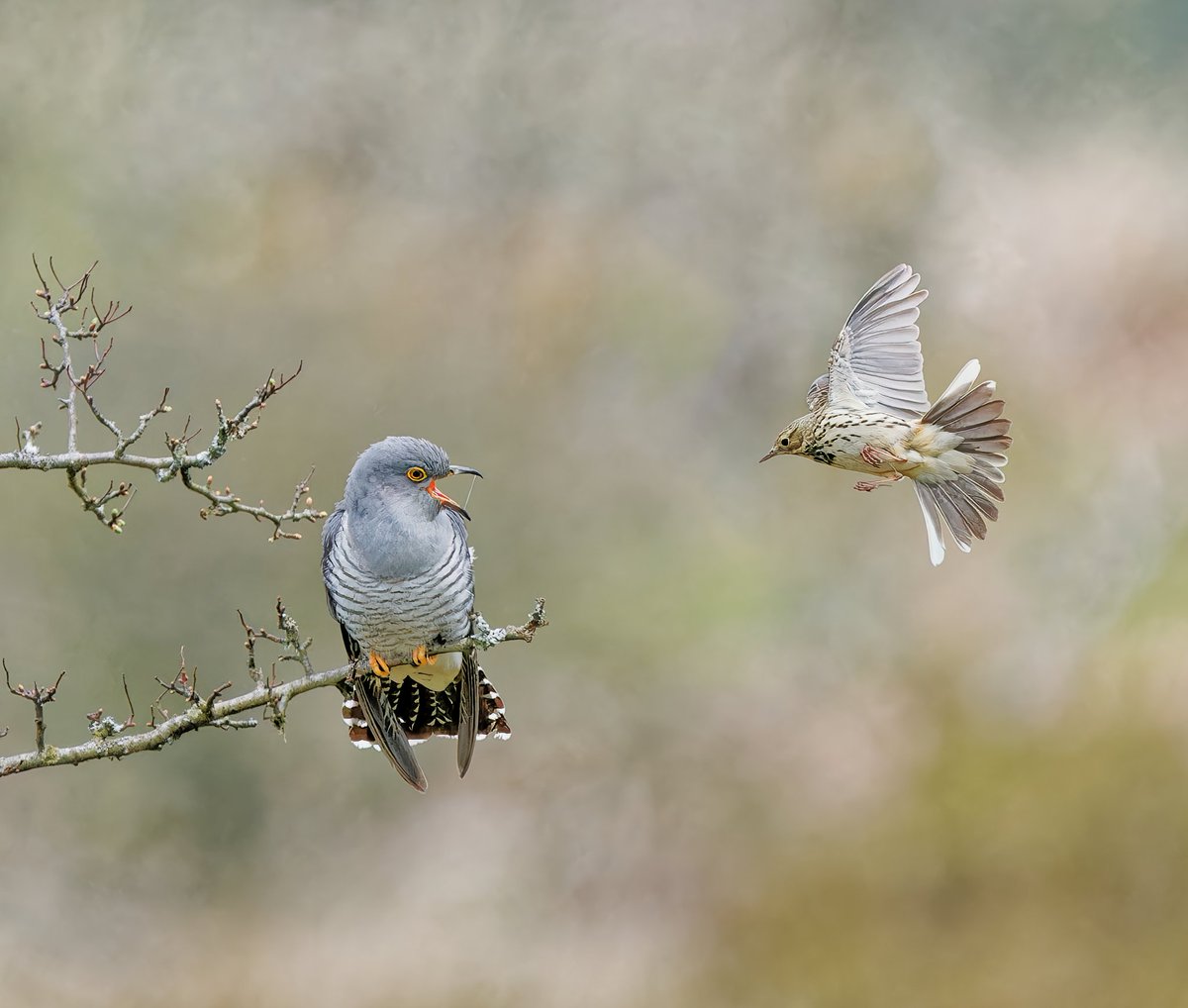 Cuckoo being harassed by A Meadow Pipit on Fartmoor last week #Cuckoo