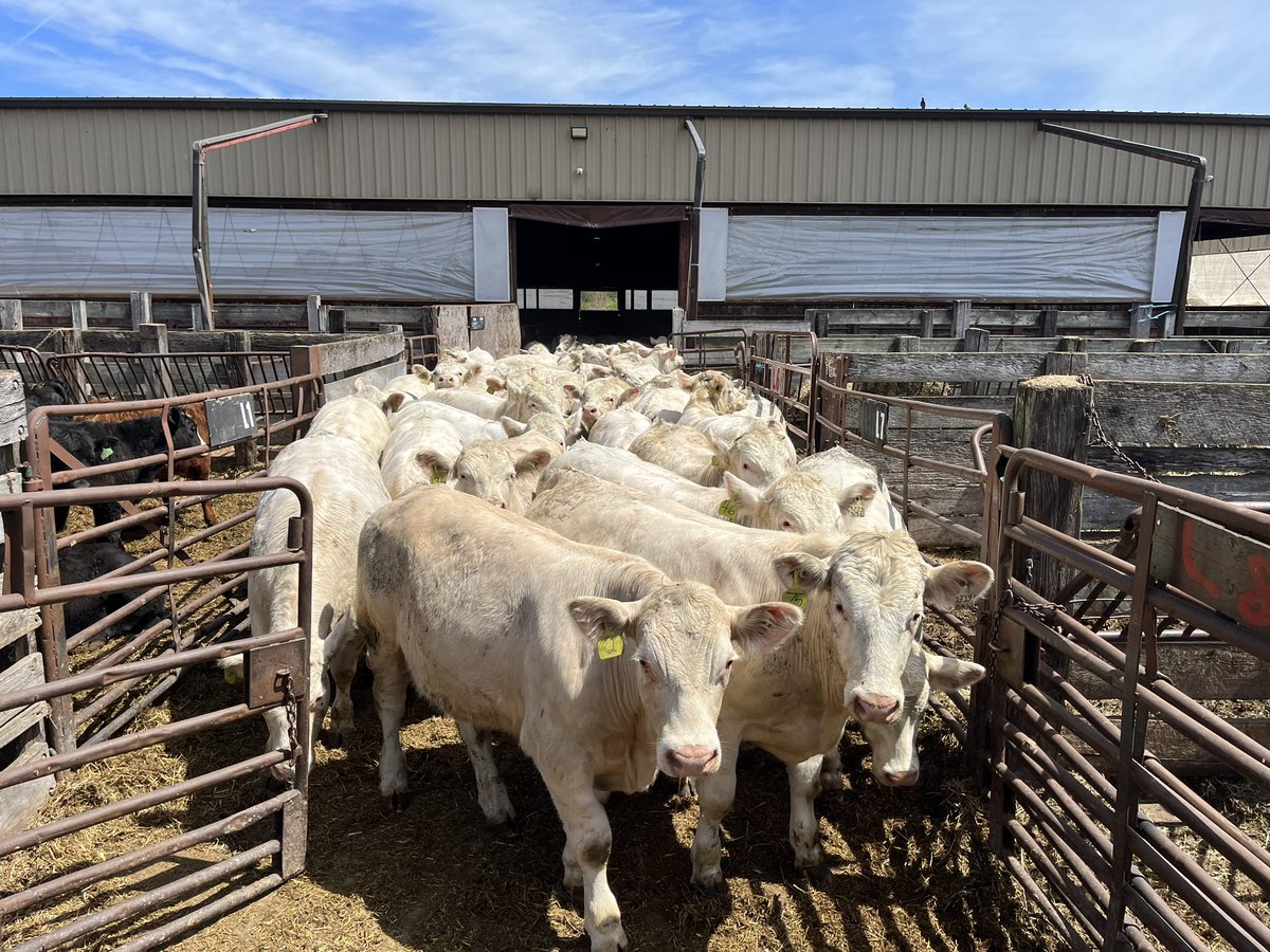 Ab Carroll (@carrollauctions) on Twitter photo 750 in Cookstown for tomorrowās special sale!
120 <a href="/OnCharolais/">Ontario Charolais</a> and <a href="/CdnSimmental/">Canadian Simmental</a> steers in from one guy!
All bought in, true overnight stand, weighed 1047 this morning! 750 in Cookstown for tomorrowās special sale!
120 <a href="/OnCharolais/">Ontario Charolais</a> and <a href="/CdnSimmental/">Canadian Simmental</a> steers in from one guy!
All bought in, true overnight stand, weighed 1047 this morning!
