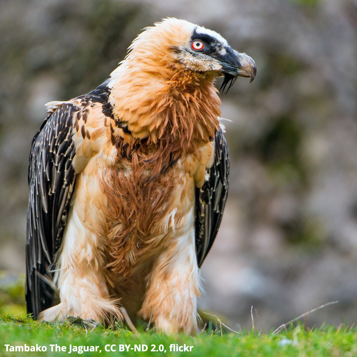 Meet the bone crushing Bearded Vulture! This bird drops bones from the sky to reach the marrow inside & to break its food into bite-sized pieces. Bones comprise an impressive 85% of its diet & its gastric fluids are so strong that it can digest bone in about 24 hours!