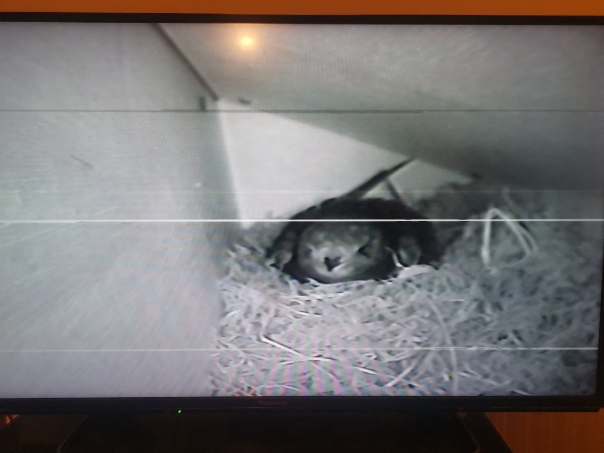 Swift number one back in nestbox tonight, 16 days earlier than last year, 19 days earlier than 2022 & 28 days earlier than 2021 when 1st nested in box. If only we could communicate they'd be some tales to tell, more on the Swifts part than mine