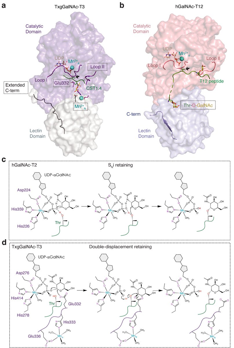 Excited to share our latest #glycotime work @NatureComms highlighting the mechanistic differences between a Toxoplasma Gondii GalNAc-T and its human relatives. Congratulations to Dr. Pranav Kumar in our lab @NIDCR for his incredible work! rdcu.be/dG7do