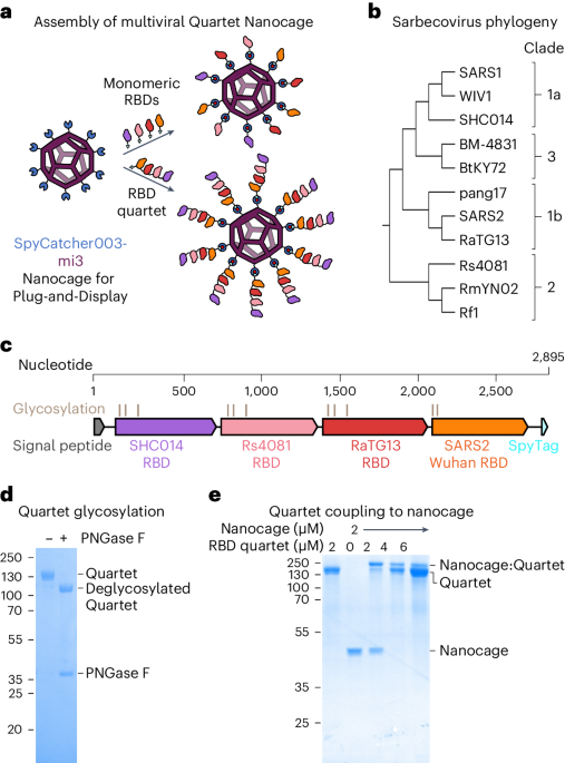 New content online: Proactive vaccination using multiviral Quartet Nanocages to elicit broad anti-coronavirus responses dlvr.it/T6VzhY