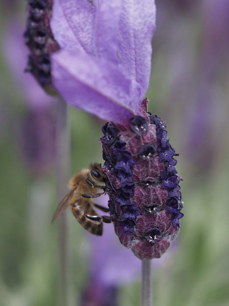 Honeybee on French lavender in the @Ely_Cathedral Physick Garden.