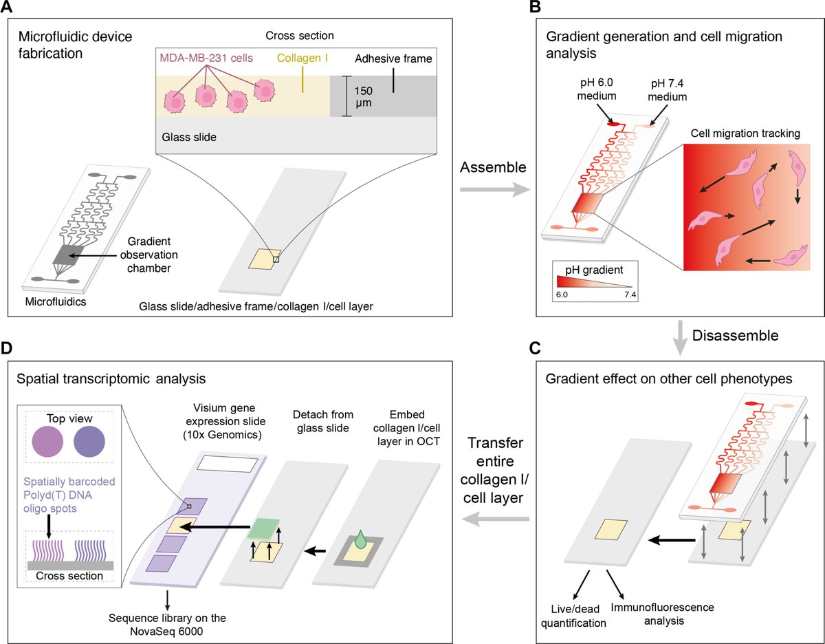 Microenvironments are important for understanding the progression and aggressiveness of diseases, such as cancer. Researchers have developed a microfluidic device that generates a pH gradient to mimic microenvironmental changes affecting cancer cells. scim.ag/6Rj