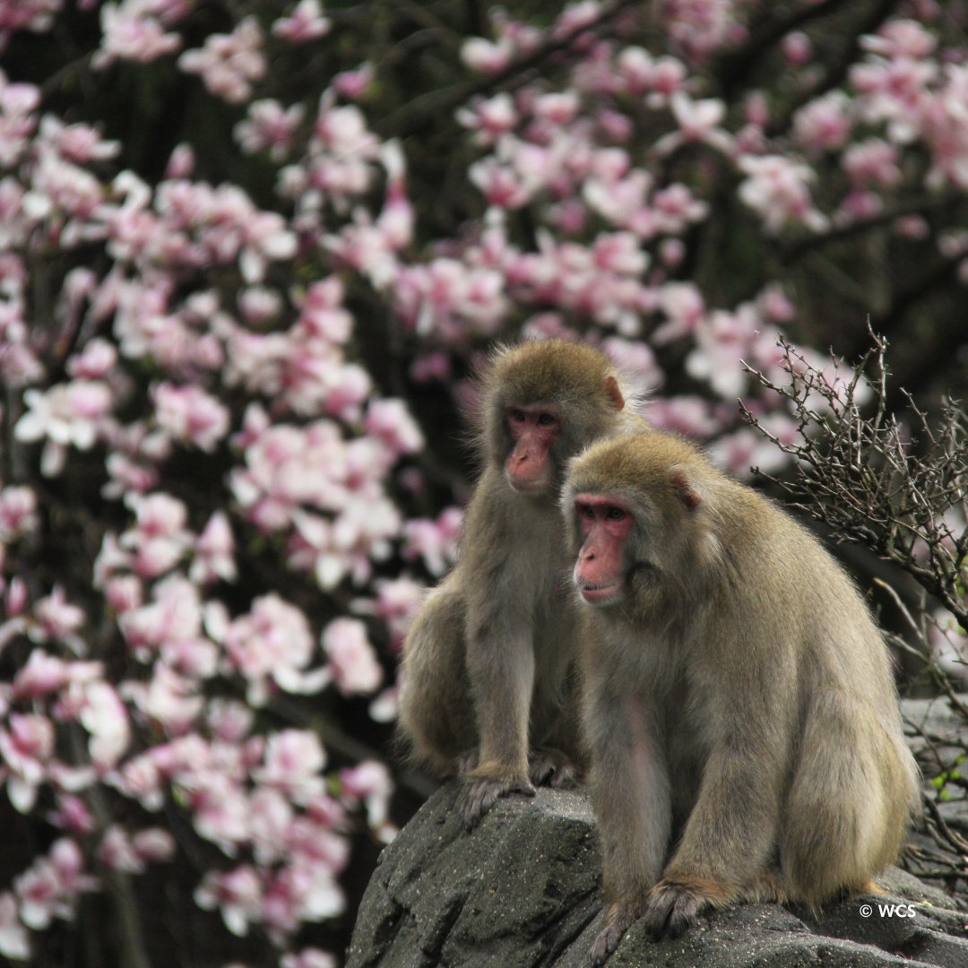 Enjoy this spring #MomentofZoo featuring our snow monkeys. Visit them today in the Temperate Territory habitat. 🌸