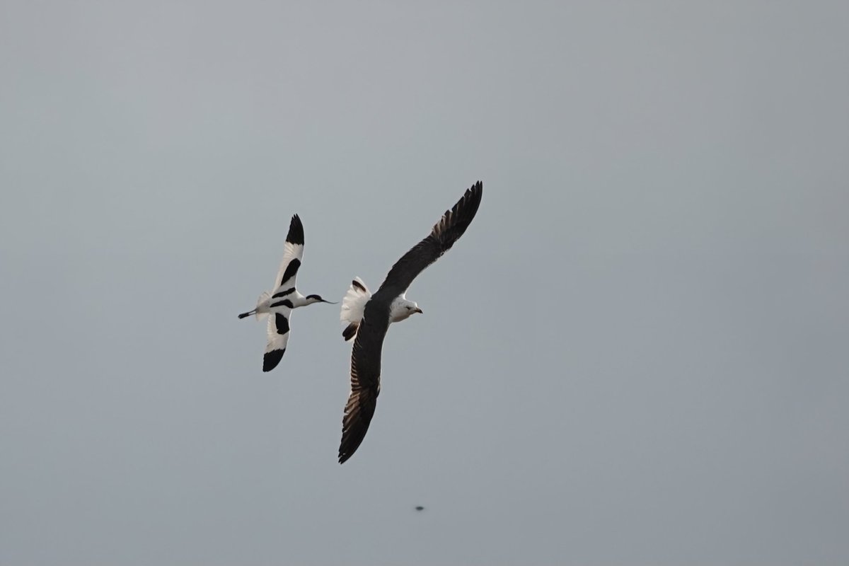 Avocet seeing off a great black backed gull @WWTSteart