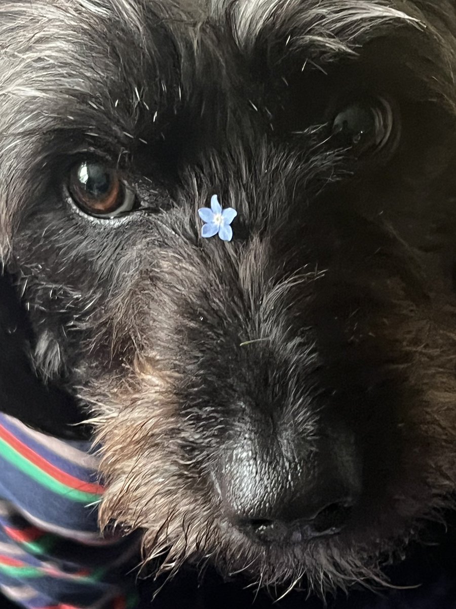 My doggo brings you a flower :3