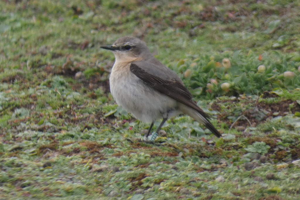 Near Twinlets @SkokholmIsland Wheatear male C46 is hopping around with mate D28. He seems caring & attentive. However, he’s ‘mate guarding’. D28 is becoming fertile and neighbouring males will be looking to steal a copulation. Clutches often contain eggs fathered by other males.