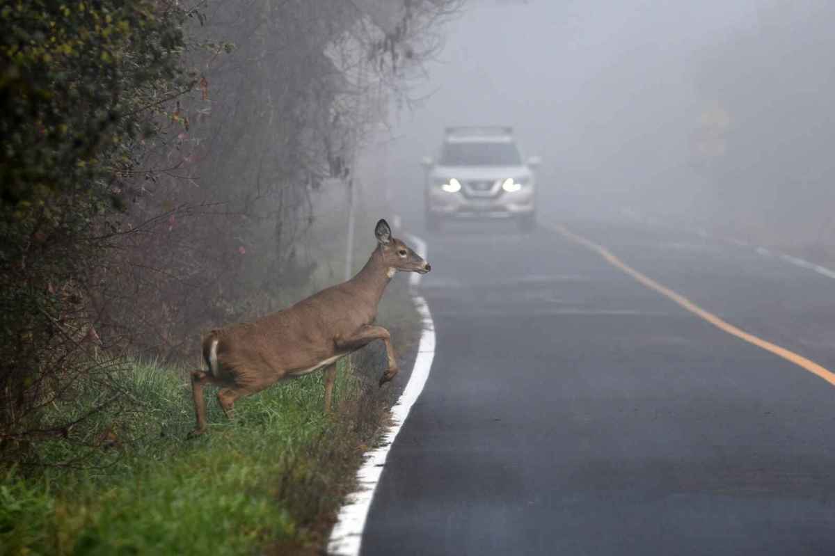 10 States Where Car Crashes With Animals Are Most Likely #animalcrossing #carcrashes #autoinsurance
ow.ly/Ba1Y50Rxcp8