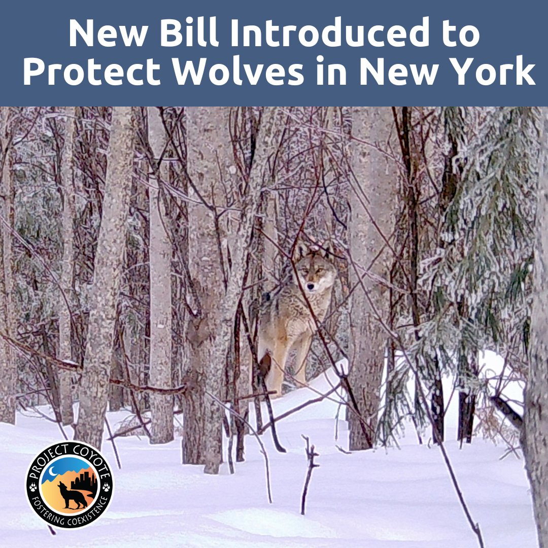 We’re excited to share that new legislation (S.7927A/A.08295A) has been introduced in #NewYork that provides a common sense approach to recovering endangered wolves across the state. See our media release for more: tinyurl.com/44e7wyw9 📷 Allan Kauders