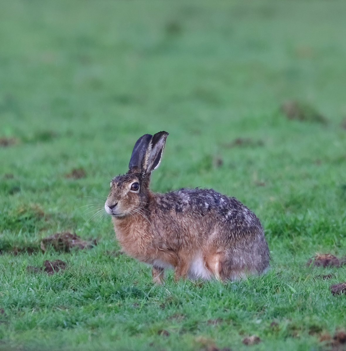 Hares not so bothered with me being around, getting used to me and the camera. #wildlife #nature #NaturePhotography #wildlifephotography #hare #brownhare