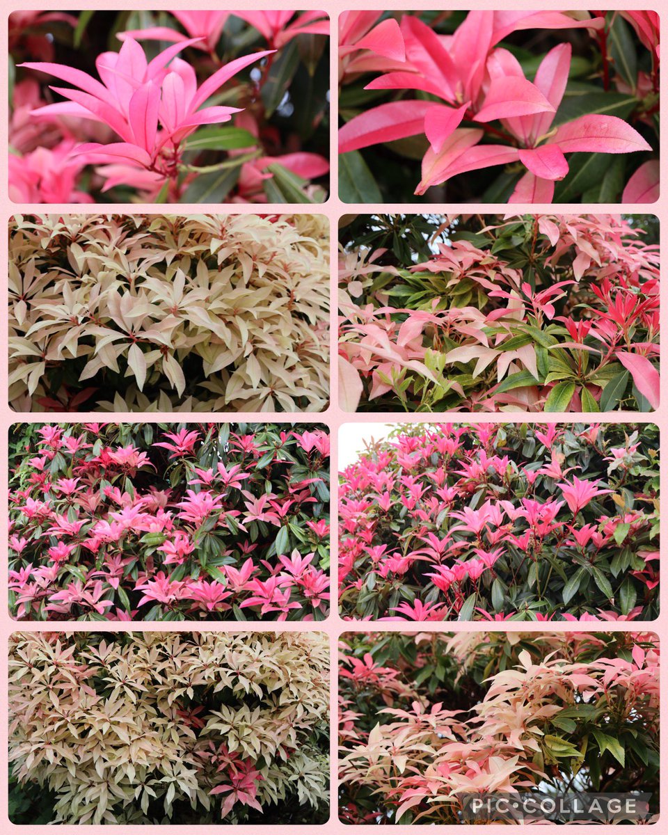 A question for #GardensHour please🙏Can anyone tell me when to prune pieris? We have got a few, in various shades of pink fading away now …..thanks🩷❤️