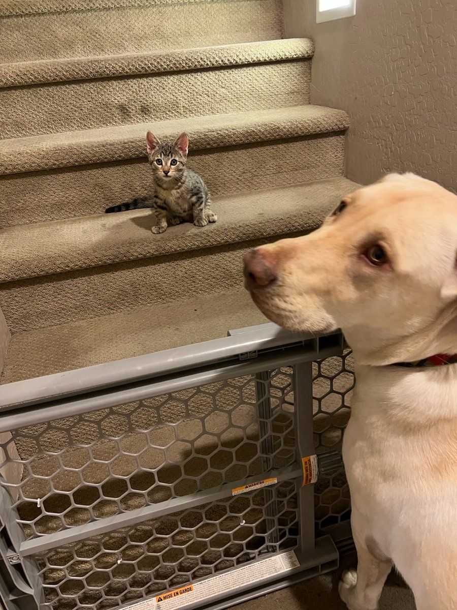 SWMaybelline's tweet photo. https://t.co/fF5ouUsnuL
Leo the Lab report: Someday my adopted baby brother Ziggy the Kitty will be big enough to jump over the gate. We'll be best friends. Now I could accidentally hurt him or he could scratch my nose!
#Labrador #kittenzilla #BFFs #AnimalsLover #petsarefamily https://t.co/3h1GkSyZCT