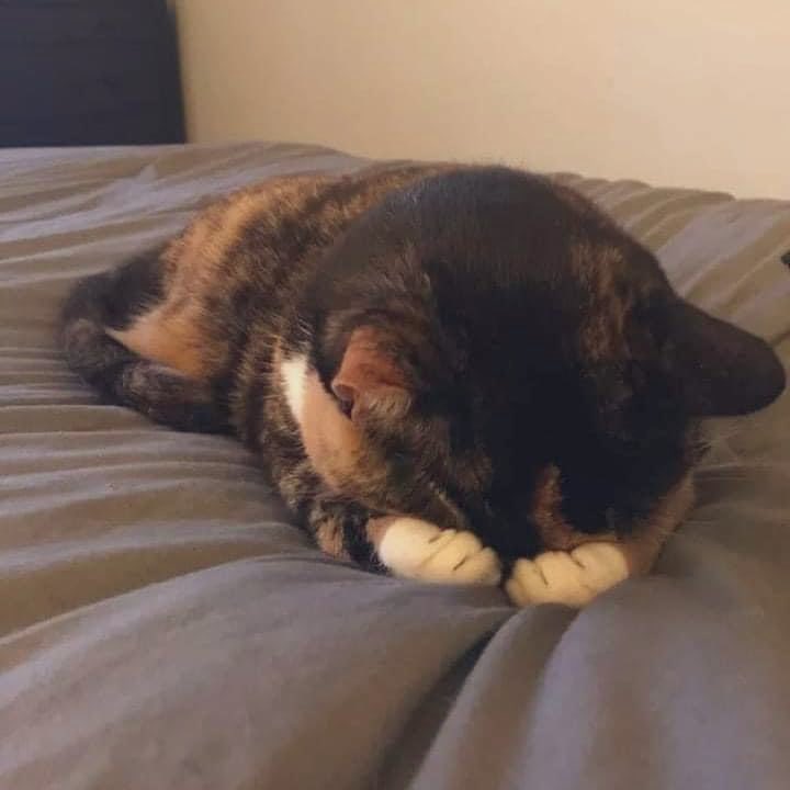 كلنا ياقطة والله