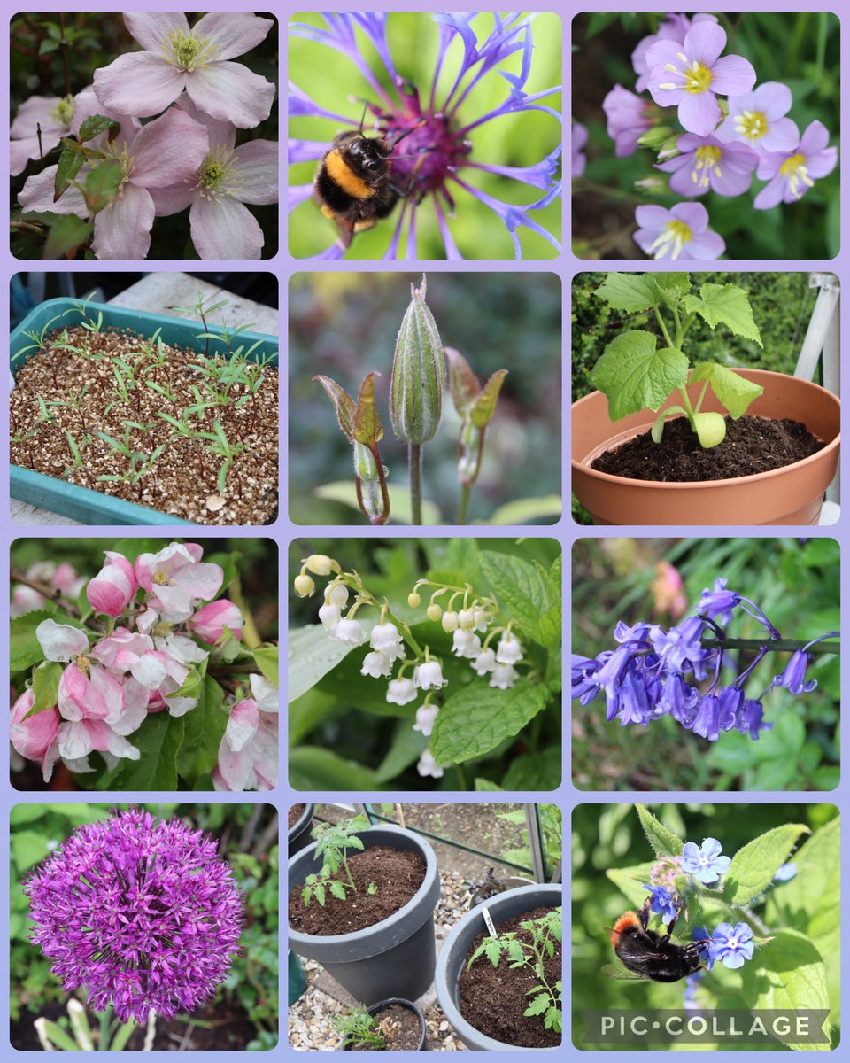 MAY in our garden brings bluebells and bumblebees, planting out, planting up, alliums, first clematis blooms with more on the way and lovely Lily of the valley #GardensHour 🌸🐝🌿💚