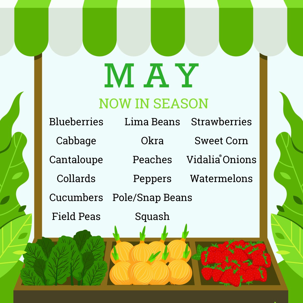 Explore what’s in season with our handy May harvest calendar —we’ve got you covered from blueberries to cabbage. Stay tuned for next month’s picks & savor the best of each season! #Georgia #Agriculture #HarvestCalendar #Produce #InSeason #Agribusiness #GeorgiaGrown #BuyLocal