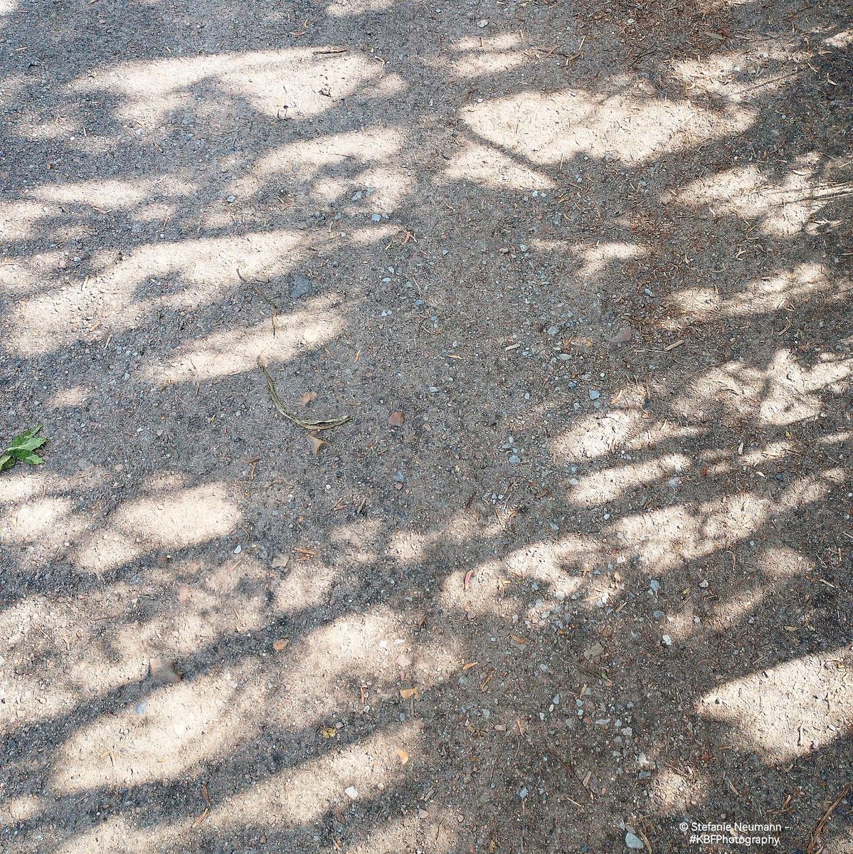 #KBFWalk

Stopped to smell the roses, and the lilac, as well as to watch the eternal dance of light and shadow.

#KBFPhotography #MobilePhonePhotography #Photography 
#KBFWotY #Summer #May #UrbanNature