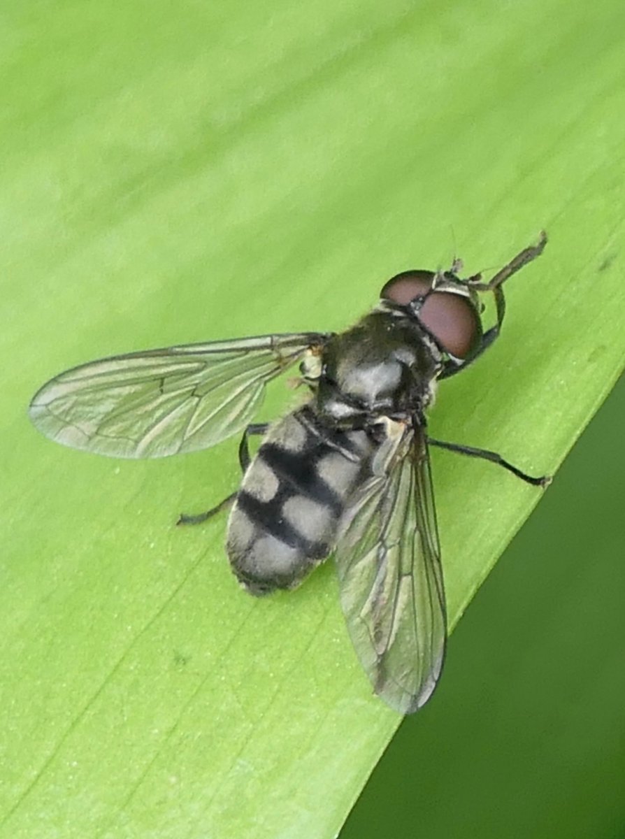 A male Ramsons Hoverfly (Portevinia maculata) seen in Taunton today, always one of my Spring highlights.