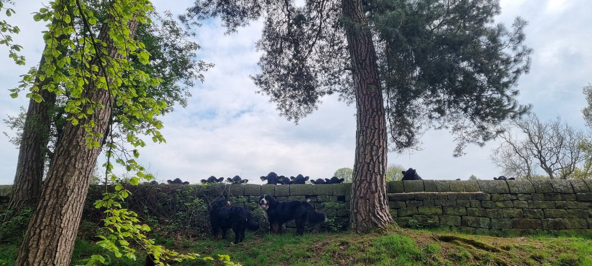 elchewhite's tweet photo. Lovely lunchtime walk around Swinsty reservoir with the doggos who were observed by some friends from behind a wall. Not cold but not too warm either, picnic went down well too! #northyorkshire #walks #freshair #excercise #daysoff #scenery #washburnvalley #swinsty https://t.co/CnQRgvAb5s