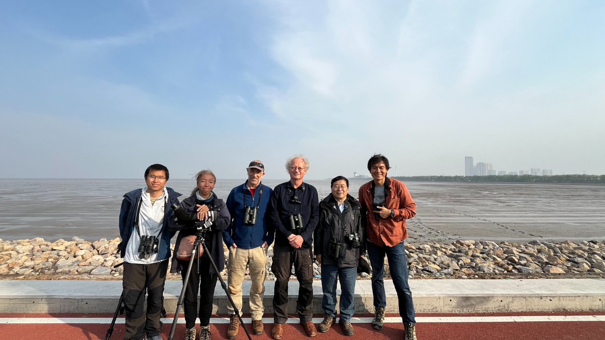 After 5 long years with a pandemic, the Beijing Normal University and Global Flyway Team is back together on the shores of Bohai Bay, in Tianjin today! There is good news about numbers of red #knots and their bivalve food, so watch this space for updates. birdeyes.org