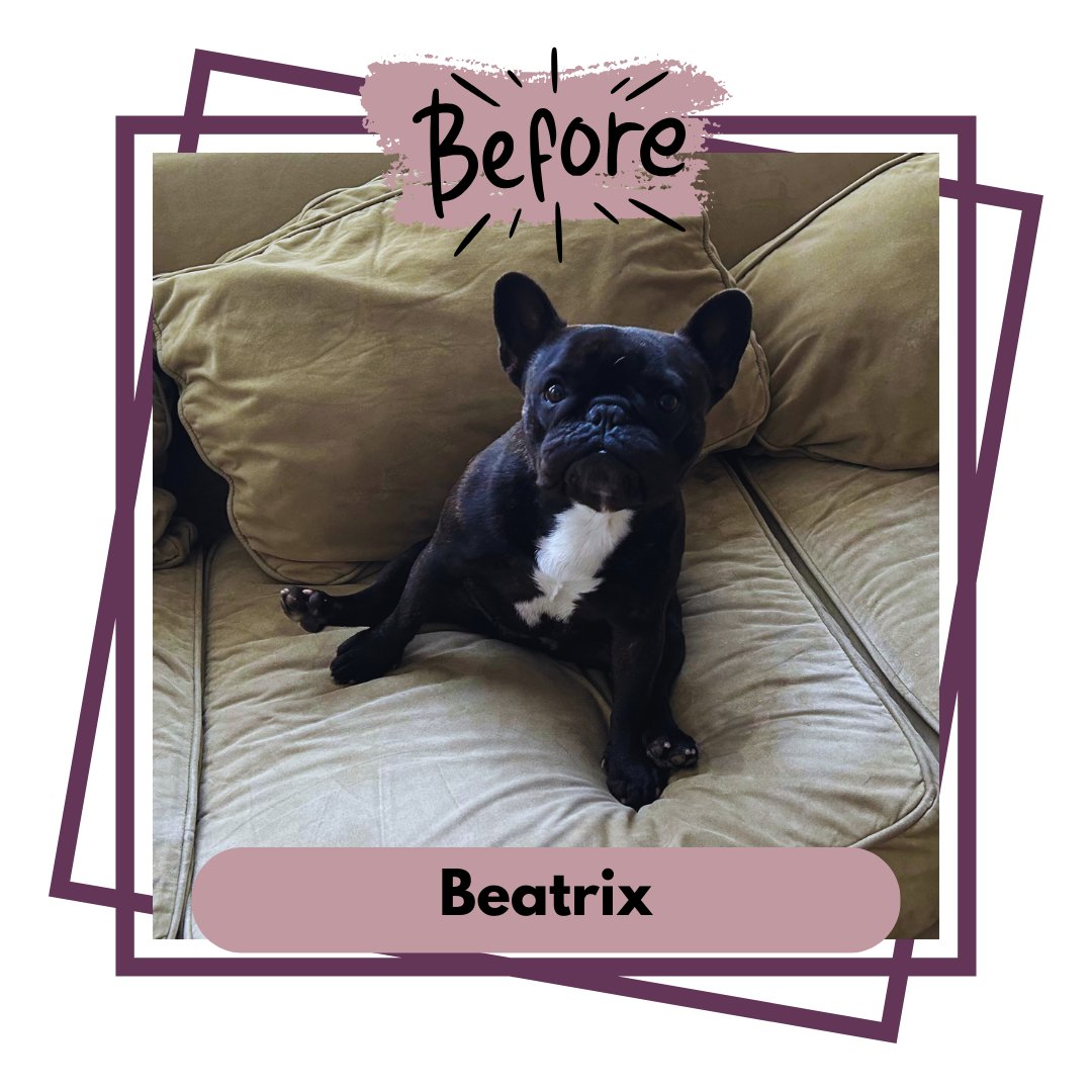 🐶🌟#transformationstory Beatrix, The French Bulldog, From a Broken Leg to Running an Agility Course!

➡Click to see how she is doing now!
youtube.com/shorts/Hw7L_VK…